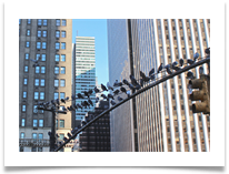 New York Pigeons - Helen Kulczycki